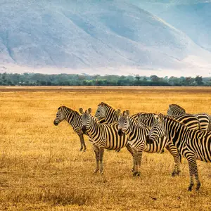 Que faire en Tanzanie ?