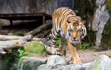 zoo tigre