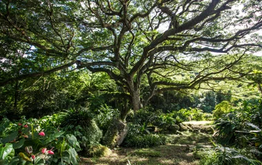 Immersion dans la nature martiniquaise