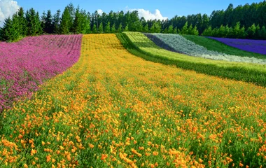 hokkaido /d/asia