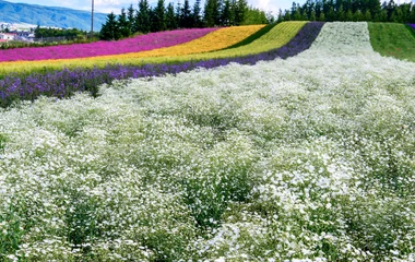 climat japon