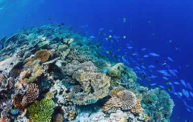 Quelles sont les activités à faire à Malé Nord