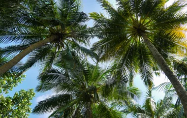 Les Maldives, entre nature et flore d’exception