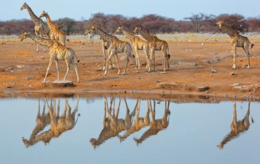Girafes