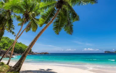 Farniente sur les plages de sable blanc des Antilles