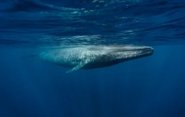 Baleine