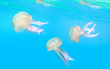 Méduse