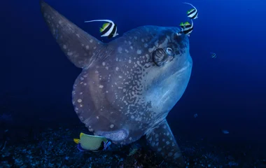 Plongée mola mola