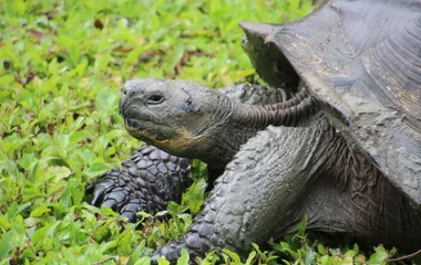 îles Galápagos