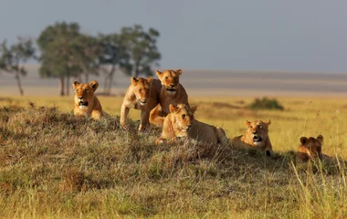 safari en afrique