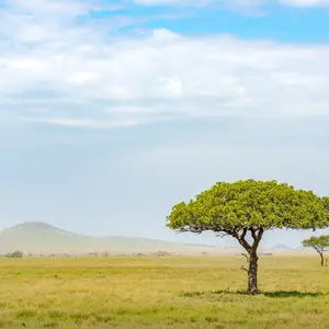 Quand partir en Tanzanie