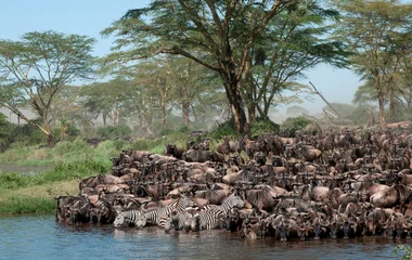 tanzanie safari