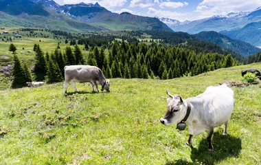 Entdecken Sie die herrliche Naturlandschaft des Kantons Graubünden