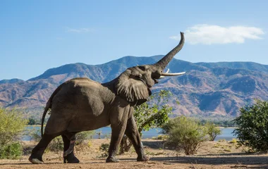 Éléphant