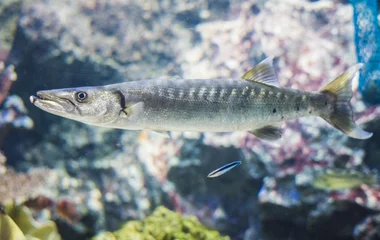 Plongée