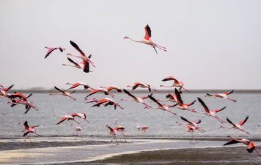 flamands roses en namibie