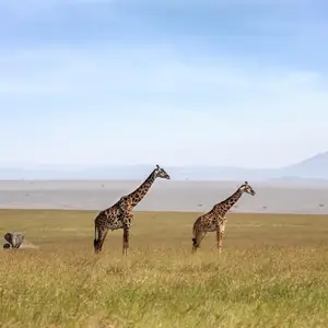 Voyage de noces au Kenya