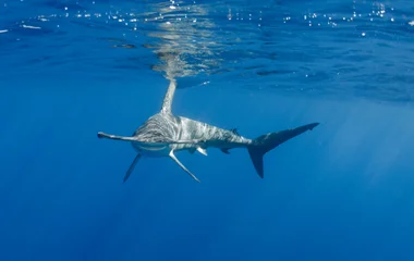 Plongez au milieu des requins à Tiger Beach