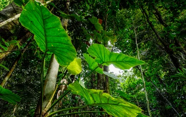 Forêt tropicale