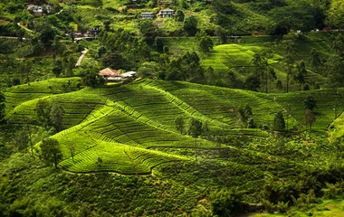 Rizières