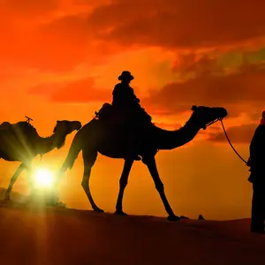 foto camellos en el atardecer