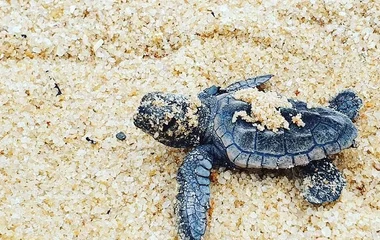 tortuga bebe en la arena