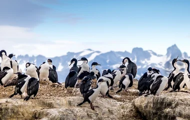 Pinguins em Ushuaia.