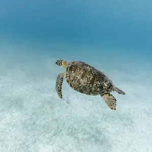 Tartaruga no mar.