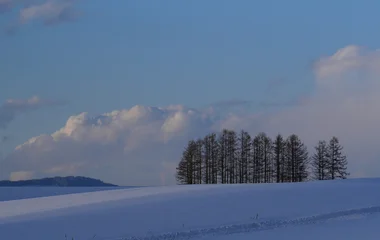 cena ampla nevada e árvores ao fundo