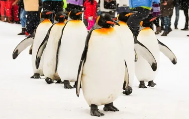 Pinguins na neve