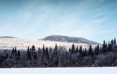 Área florestal em Quebec.