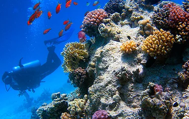 Certified Divers - Comprehensive Dive Packages