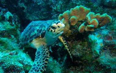 Cancun, Mexico