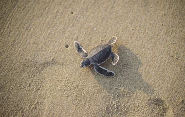 Turtle release