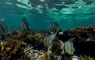 Scuba Diving