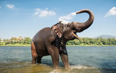 Elephant care program