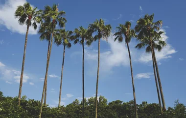 orlando floride palmier ete