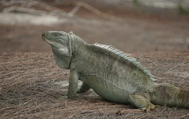 iguane little water cay