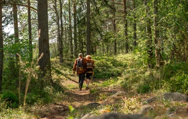 STROLL THROUGH THE FOREST