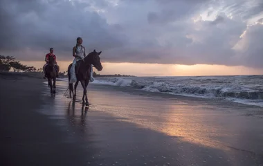 Horses