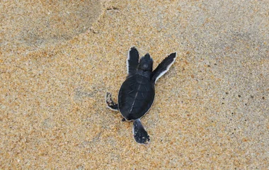 A man and a woman walking on a beach with palm trees