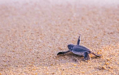 club med cherating beach, beach resorts in kuantan, beach in malaysia, turtle