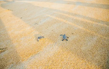 club med cherating beach, beach resorts in kuantan, beach in malaysia, turtle