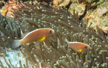 Anemone Reef, club med scuba diving