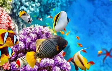 Rainbow Reef, club med