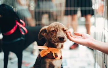 Visit Soi Dog Foundation