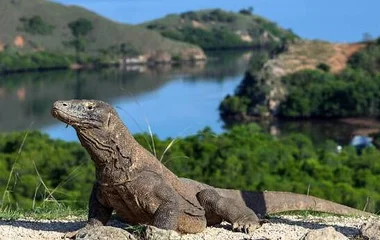komodo dragon