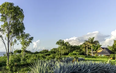 Beautiful gardens in Mauritius