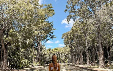 Mangrove in Mauritius
