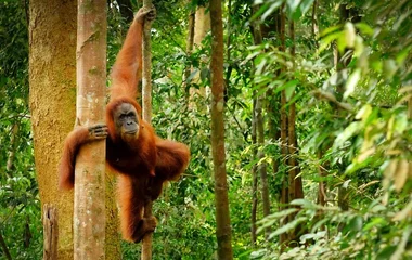 Embark on an adventure like no other at Club Med Borneo.